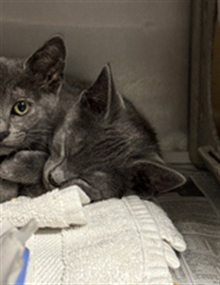 PATRICK, Baby Domestic Short Hair (medium coat), cat for adoption in San Buenaventura (Ventura), California