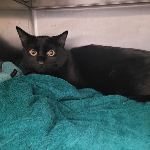 LICORICE, Young Domestic Short Hair (medium coat), cat for adoption in San Buenaventura (Ventura), California