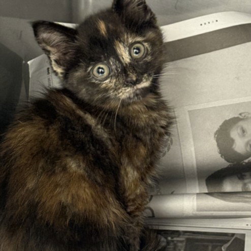 PHILLI, Baby Domestic Short Hair (medium coat), cat for adoption in San Buenaventura (Ventura), California