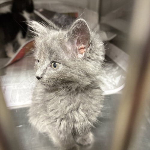 JERSEY, Baby Domestic Short Hair (medium coat), cat for adoption in San Buenaventura (Ventura), California
