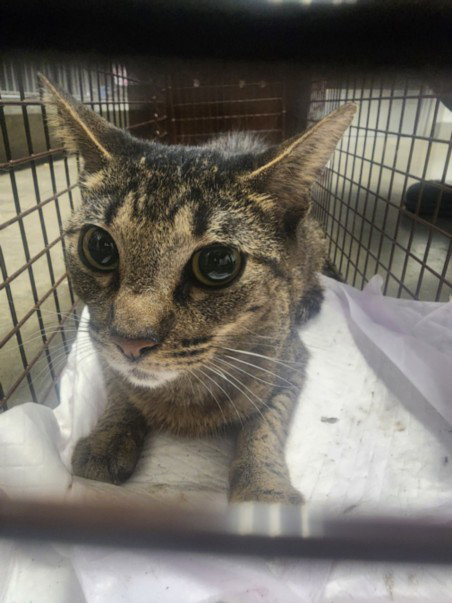 DUA LIPA, Adult Domestic Short Hair (medium coat), cat for adoption in San Buenaventura (Ventura), California