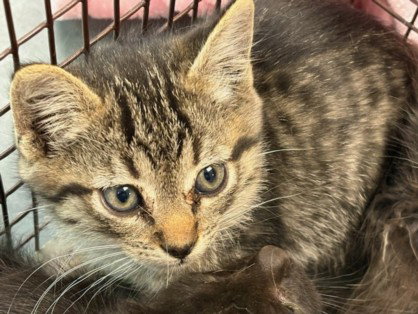 MORTY, Baby Domestic Short Hair (medium coat), cat for adoption in Baldwin Park, California