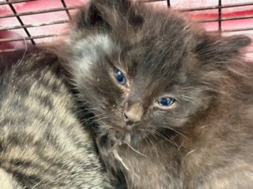 RAVENCLAW, Baby Domestic Short Hair (medium coat), cat for adoption in San Buenaventura (Ventura), California