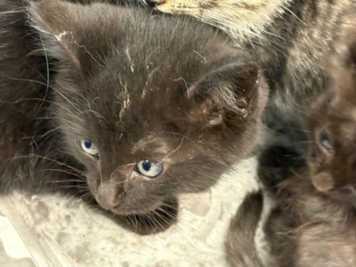 SIRI, Baby Domestic Short Hair (medium coat), cat for adoption in San Buenaventura (Ventura), California