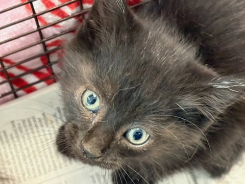 ZEUS, Baby Domestic Short Hair (medium coat), cat for adoption in Baldwin Park, California