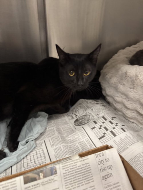 MORRISON, Adult Domestic Short Hair (medium coat), cat for adoption in San Buenaventura (Ventura), California