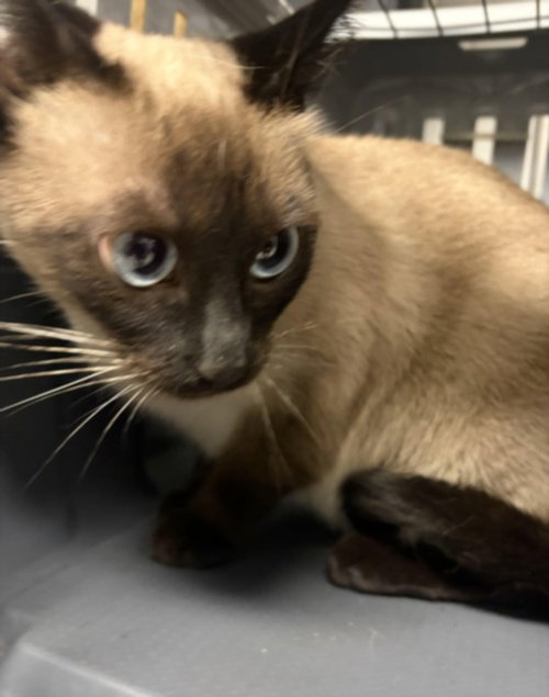 BELLA, Adult Siamese (medium coat), cat for adoption in San Buenaventura (Ventura), California
