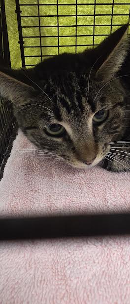 KASPER, Adult Domestic Short Hair (medium coat), cat for adoption in San Buenaventura (Ventura), California