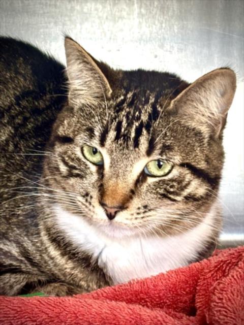 KASPER, Adult Domestic Short Hair (medium coat), cat for adoption in Torrance, California