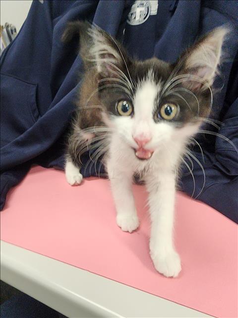 KITTY PURRY