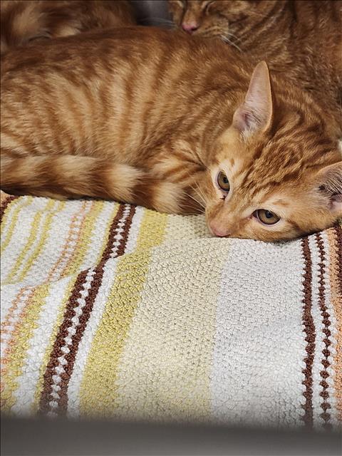WILLOW, Baby Domestic Short Hair (medium coat), cat for adoption in Bellflower, California