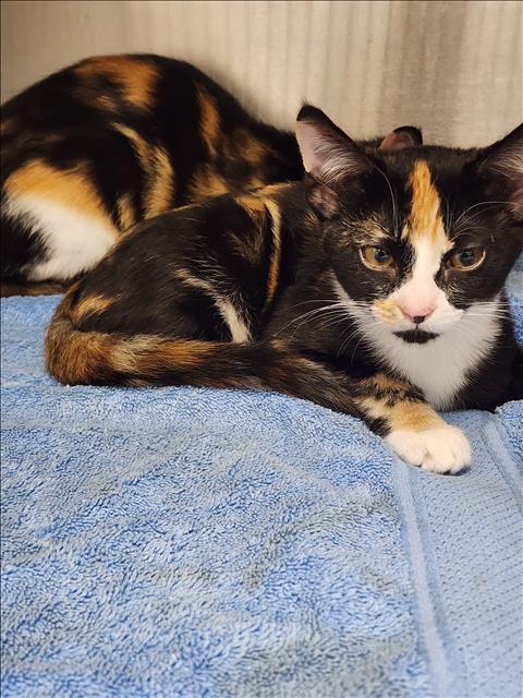 CLOUD, Baby Domestic Short Hair (medium coat), cat for adoption in Bellflower, California