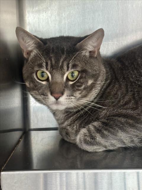 AZUAL, Adult Domestic Short Hair (medium coat), cat for adoption in Alhambra, California