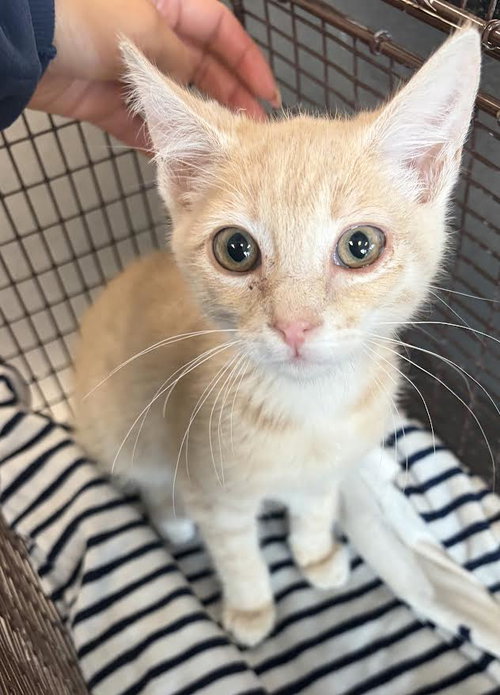 SIMBA