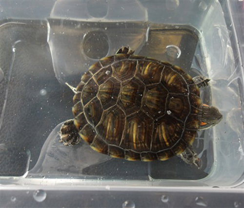 DONATELLO