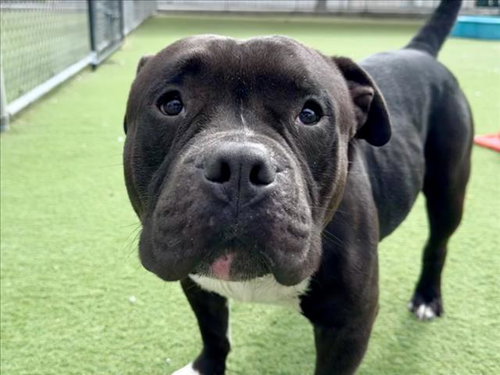 RICKY, an adoptable Pit Bull Terrier in Los Angeles, CA