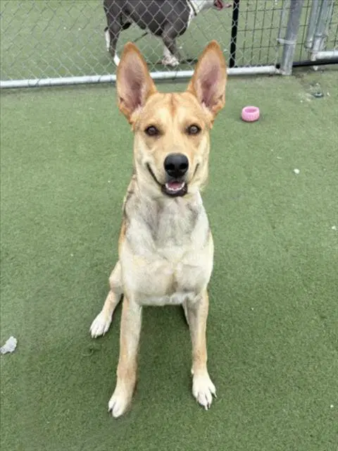 Spike - German Shepherd Dog