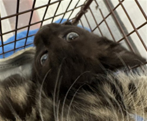 BISCUT, Baby Domestic Short Hair (medium coat), cat for adoption in San Buenaventura (Ventura), California