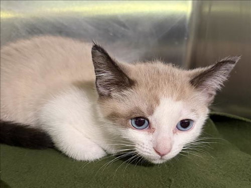 POPPY, Baby Domestic Short Hair (medium coat), cat for adoption in San Buenaventura (Ventura), California