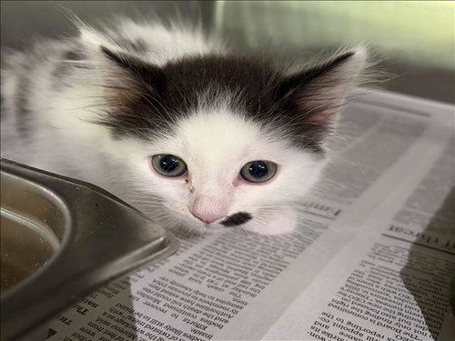 TILLY, Baby Domestic Short Hair (medium coat), cat for adoption in San Buenaventura (Ventura), California