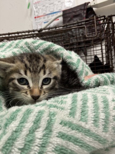 JACOB, Baby Domestic Short Hair (medium coat), cat for adoption in San Buenaventura (Ventura), California