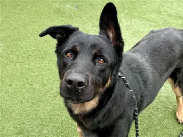 Muka - German Shepherd Dog