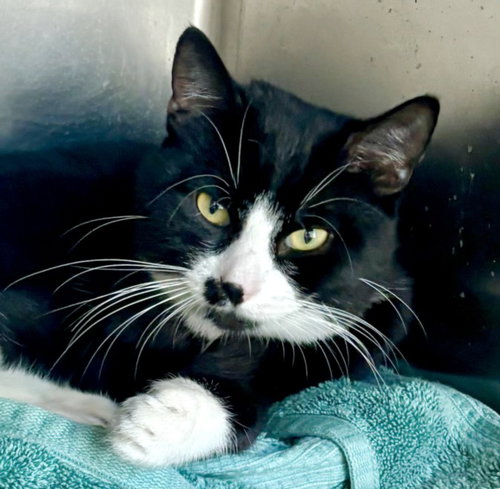 BIFF, Adult Domestic Short Hair (medium coat), cat for adoption in Hawthorne, California
