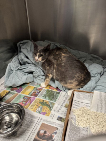 PASTRAMI, Young Domestic Short Hair (medium coat), cat for adoption in Hawthorne, California