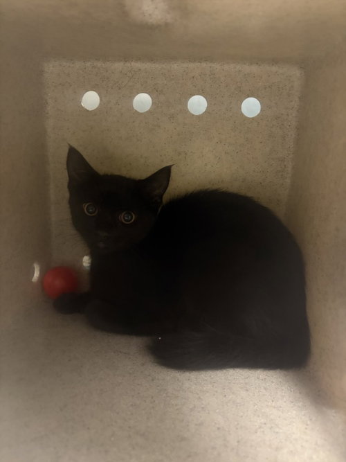 FRIEREN, Baby Domestic Short Hair (medium coat), cat for adoption in Hawthorne, California