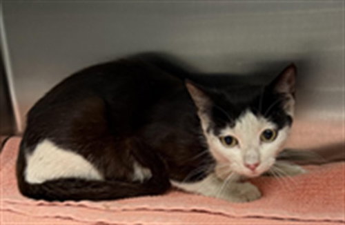 KEYS, Young Domestic Short Hair (medium coat), cat for adoption in Hawthorne, California