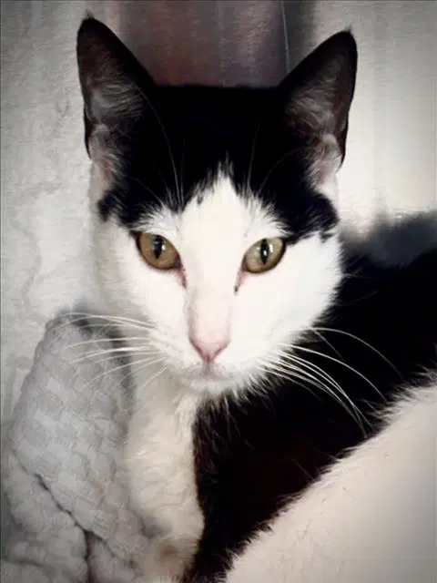Keys - Domestic Short Hair