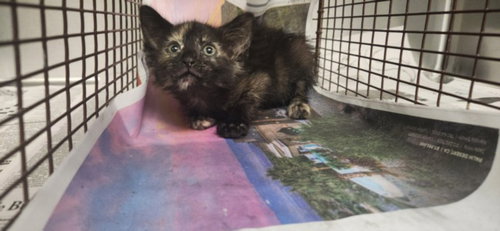 SODA POP, Baby Domestic Short Hair (medium coat), cat for adoption in Hawthorne, California