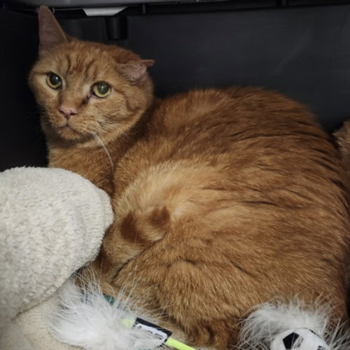 EROS, Senior Domestic Short Hair (medium coat), cat for adoption in Hawthorne, California