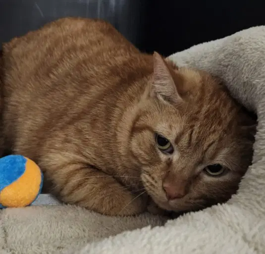 Titus - Domestic Short Hair
