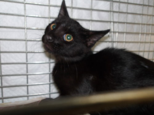 JAZMIN, Baby Domestic Short Hair (medium coat), cat for adoption in Hawthorne, California