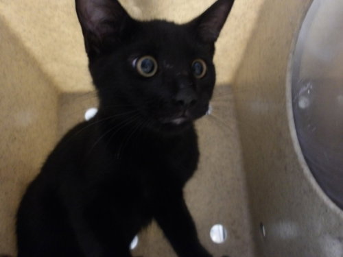 RITO, Baby Domestic Short Hair (medium coat), cat for adoption in Hawthorne, California