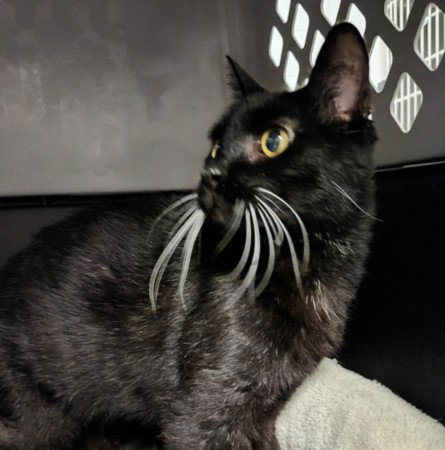ISIS, Senior Domestic Short Hair (medium coat), cat for adoption in Hawthorne, California