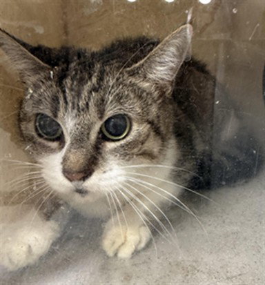 GRETCHEN, Adult Domestic Short Hair (medium coat), cat for adoption in Hawthorne, California