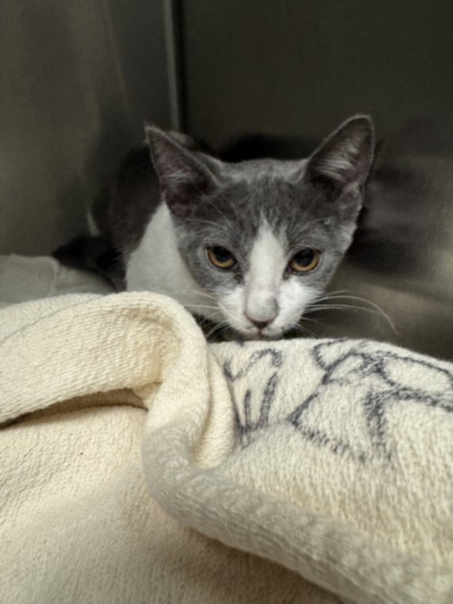 WILSHIRE, Baby Domestic Short Hair (medium coat), cat for adoption in Hawthorne, California