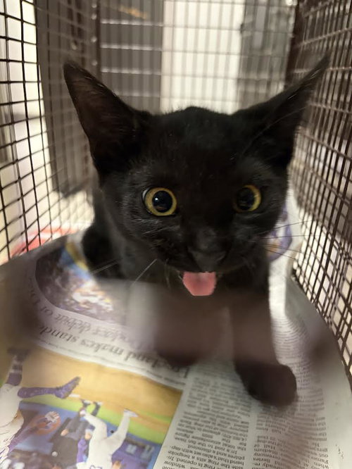 BELGIUM, Baby Domestic Short Hair (medium coat), cat for adoption in Hawthorne, California