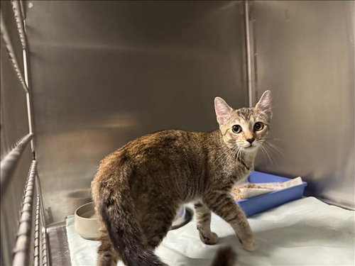 HERSHEY, Baby Domestic Short Hair (medium coat), cat for adoption in San Gabriel, California