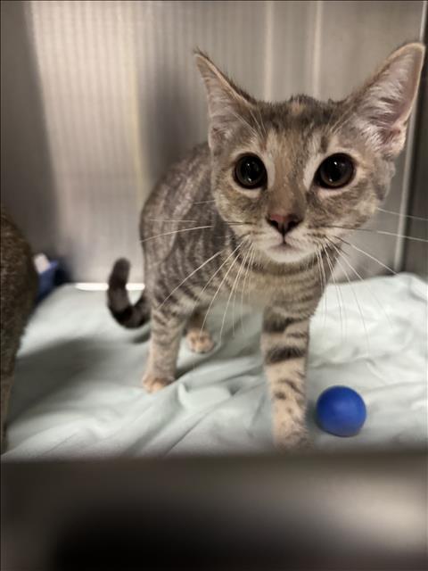 LOLA, Baby Domestic Short Hair (medium coat), cat for adoption in San Gabriel, California