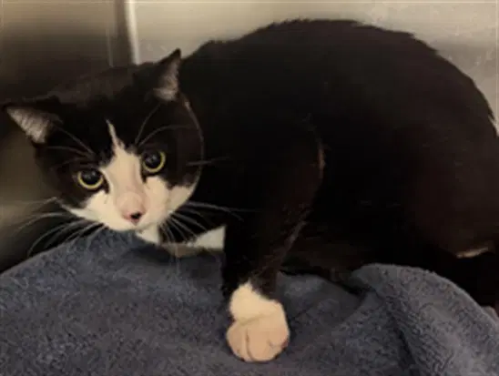 Rocco - Domestic Short Hair
