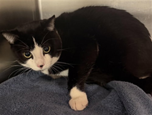 ROCCO, Adult Domestic Short Hair (medium coat), cat for adoption in San Buenaventura (Ventura), California