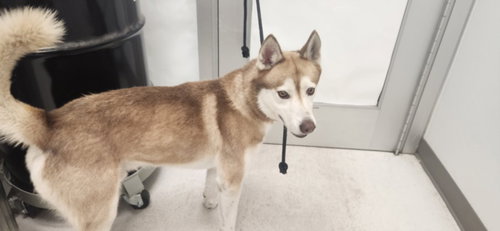 SYVEN, an adoptable Husky in Los Angeles, CA