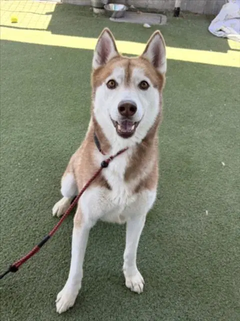 Syven - Husky