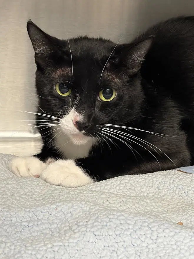 Zayu - Domestic Short Hair