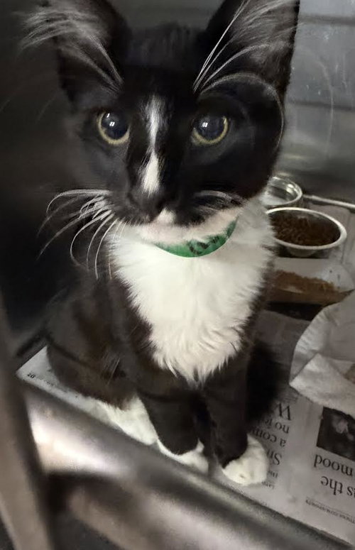 MEWLIUS, Baby Domestic Short Hair (medium coat), cat for adoption in Redondo Beach, California