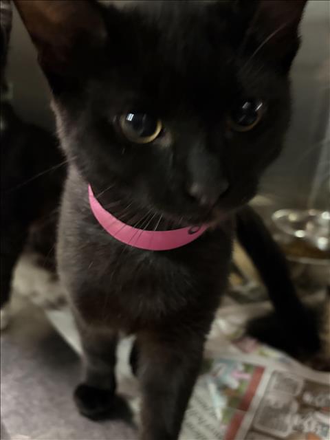 CATRICK, Baby Domestic Short Hair (medium coat), cat for adoption in Redondo Beach, California