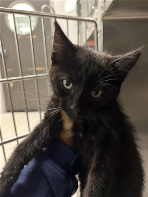 MESSI, Baby Domestic Short Hair (medium coat), cat for adoption in Redondo Beach, California